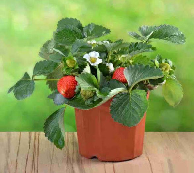 FunnyAndFit Strawberry Plant(Hybrid, Pack of 1)