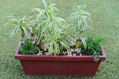 sgplantshop Song Of India Plant(Hybrid, Pack of 1)