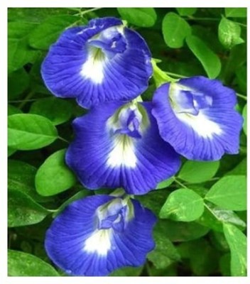 Treeicks Aparajita/ Butterfly Pea Plant(Hybrid, Pack of 1)