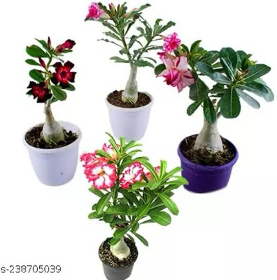 Global Mart Plant Adenium Plant(Hybrid, Pack of 4)