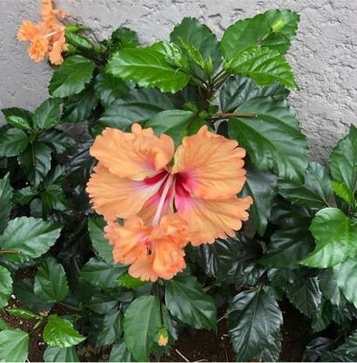 LeafLinkPlants Hibiscus Plant(Hybrid, Pack of 1)
