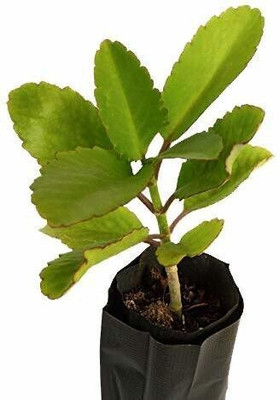 Cloud Farm Bryophyllum Pinnatum/Patharchatta Plant(Hybrid, Pack of 1)