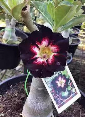 CRGO ADENIUM Seed(100 per packet)