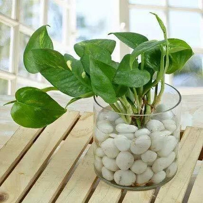 Bakuchi Money Plant(Hybrid, Pack of 1)