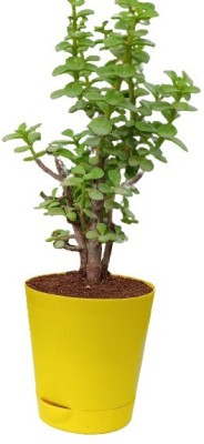 MagicQueen Jade Plant(Hybrid, Pack of 1)