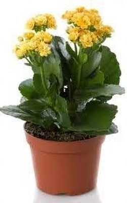 FloraFusion Kalanchoe Plant(Pack of 2)
