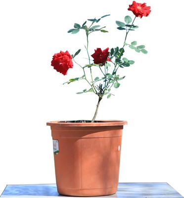 Manjunursery Rose Plant(Hybrid, Pack of 1)