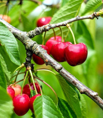 Ukanda Cherry Fruit Plant(Hybrid, Pack of 1)