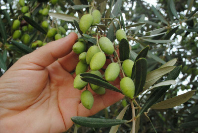 PB EVERGREEN ZZ Plant(Hybrid, Pack of 1)