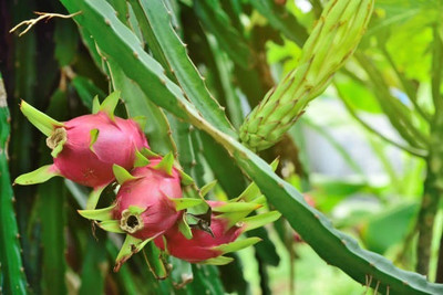 BEWPOLENA Dragon Tree(Hybrid, Pack of 1)