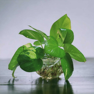 Bhavesh Creation Money Plant(Pack of 1)