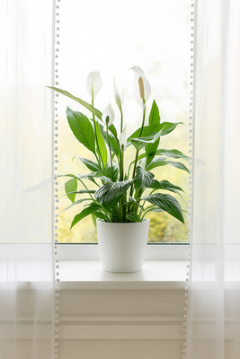 BloomShadow Peace Lily Plant(Hybrid, Pack of 1)
