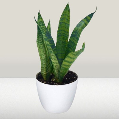 GreenyOn Snake Plant(Hybrid, Pack of 1)