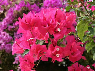 SSalerBazar Bougainvillea Plant(Hybrid, Pack of 1)