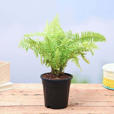 Cloud Farm Boston Fern(Hybrid, Pack of 1)