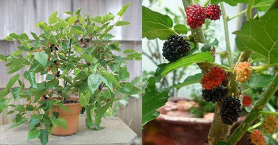 Global Mart Plant Shahtoot/Mulberry Plant(Hybrid, Pack of 2)
