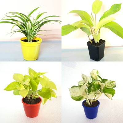 Nature House Money Plant(Hybrid, Pack of 4)