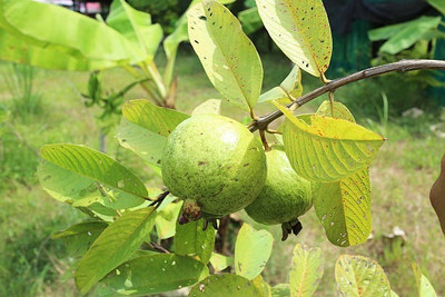 BEWPOLENA Guava Plant(Hybrid, Pack of 1)