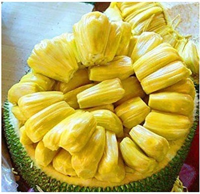 Earth Angels Jackfruit Plant(Hybrid, Pack of 1)