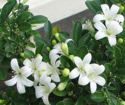 S SIKDER STORE Jasmine Plant(Hybrid, Pack of 1)