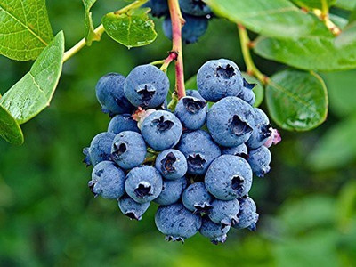 Cloud Farm Pomegranate Plant(Hybrid, Pack of 1)