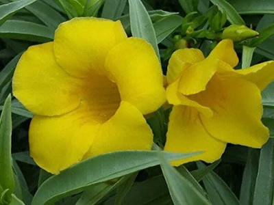 ALAMANDA Adenium Plant(Hybrid, Pack of 1)