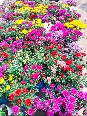 NATURESNURSERYY Chrysanthemums/ Guldavari Plant(Hybrid, Pack of 1)