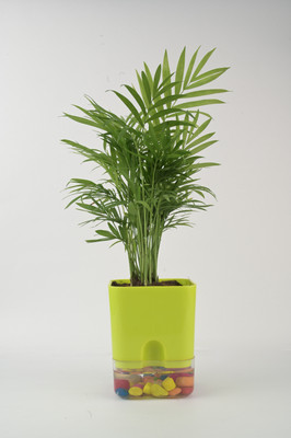 AVR with Happiness inhouse Areca Palm(Pack of 1)