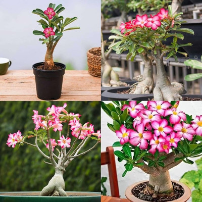 FIRESPLASH Adenium Plant(Hybrid, Pack of 4)