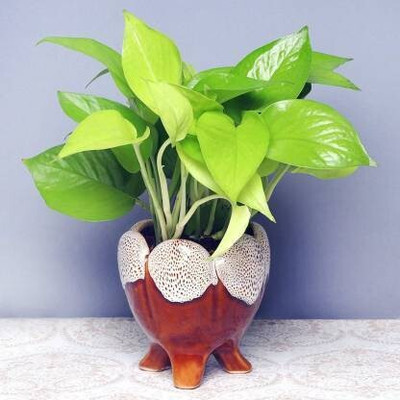 natikrd Money Plant(Hybrid, Pack of 1)