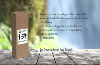 BALA PLANT CREATION Mango Plant(Pack of 1)