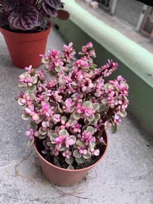 Agacha Jade Plant(Hybrid, Pack of 1)