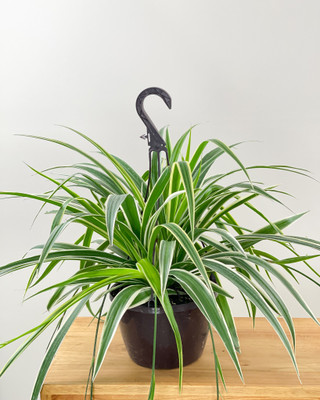 YourPlant Spider Plant(Hybrid, Pack of 1)