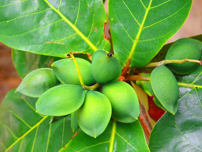 Qualtivate VVI-7 Terminalia bellirica/Almond Tree, Baheda Seeds Seed(25 per packet)