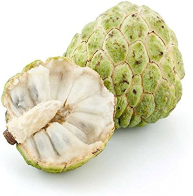 GLOBQRO Custard Apple Plant(Hybrid, Pack of 1)