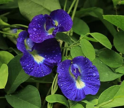 HIGH TECH FARM Aparajita/ Butterfly Pea Plant(Hybrid, Pack of 1)