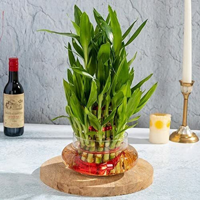 Flora Solutions Two Layer Bamboo Plant(Hybrid, Pack of 1)