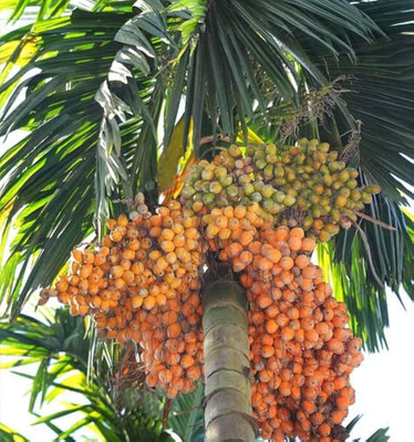 LeafLinkPlants Betel Nut/Supari Plant(Hybrid, Pack of 1)