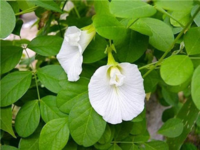 Guruji Plantation Aparajita/ Butterfly Pea Plant(Hybrid, Pack of 1)