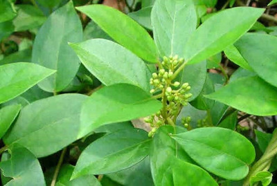 Pbevergreen Gurmar Plant  sapling(Pack of 1)