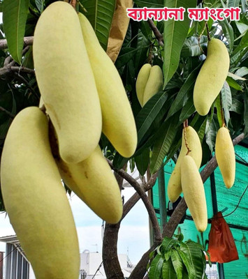 KrishnaNursery Mango Plant(Hybrid, Pack of 1)