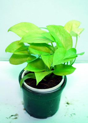 BAAGAN Golden Money Plant(Hybrid, Pack of 1)