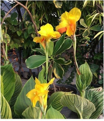 AFARTIOBINA Canna Lily Plant(Hybrid, Pack of 1)