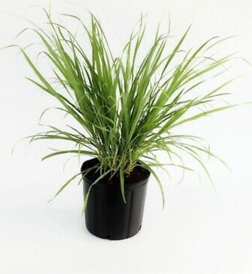 Narumanam Lemon Grass Plant(Hybrid, Pack of 1)