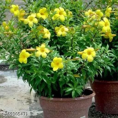 PetalPath Yellow Allamanda Plant(Hybrid, Pack of 1)