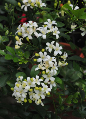 S SIKDER STORE Jasmine Plant(Hybrid, Pack of 1)