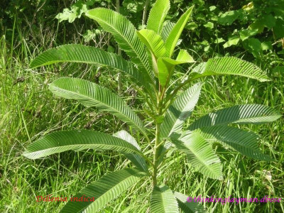 Gardeners Choice Elephant Apple Plant(Hybrid, Pack of 1)
