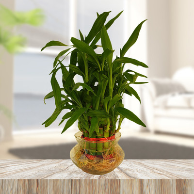 SMZ BRANDLINES Two Layer Bamboo Plant(Pack of 1)