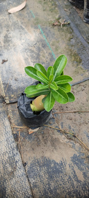 ABC Adenium Plant(Pack of 1)