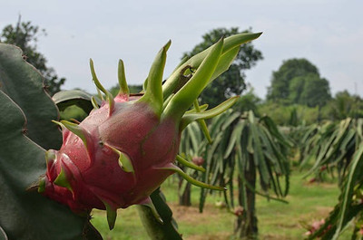 BEWPOLENA Dragon Tree(Hybrid, Pack of 1)